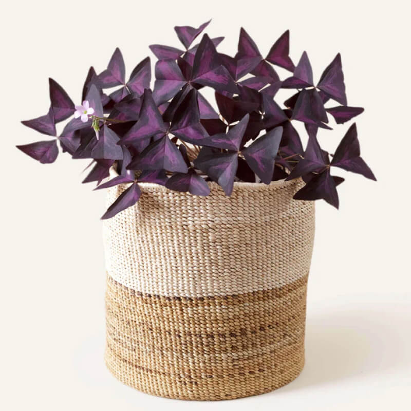 DIY Pinecone Father’s Day Cards - Image 2